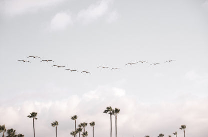 Photography by Kim Dybczak of: Birds over Palms 5301