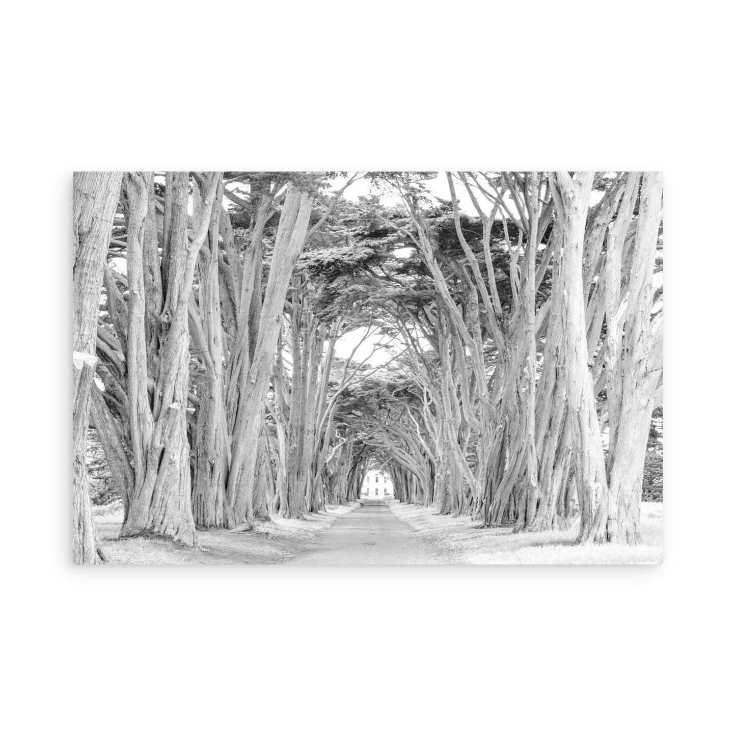Cypress Tree Tunnel 7163