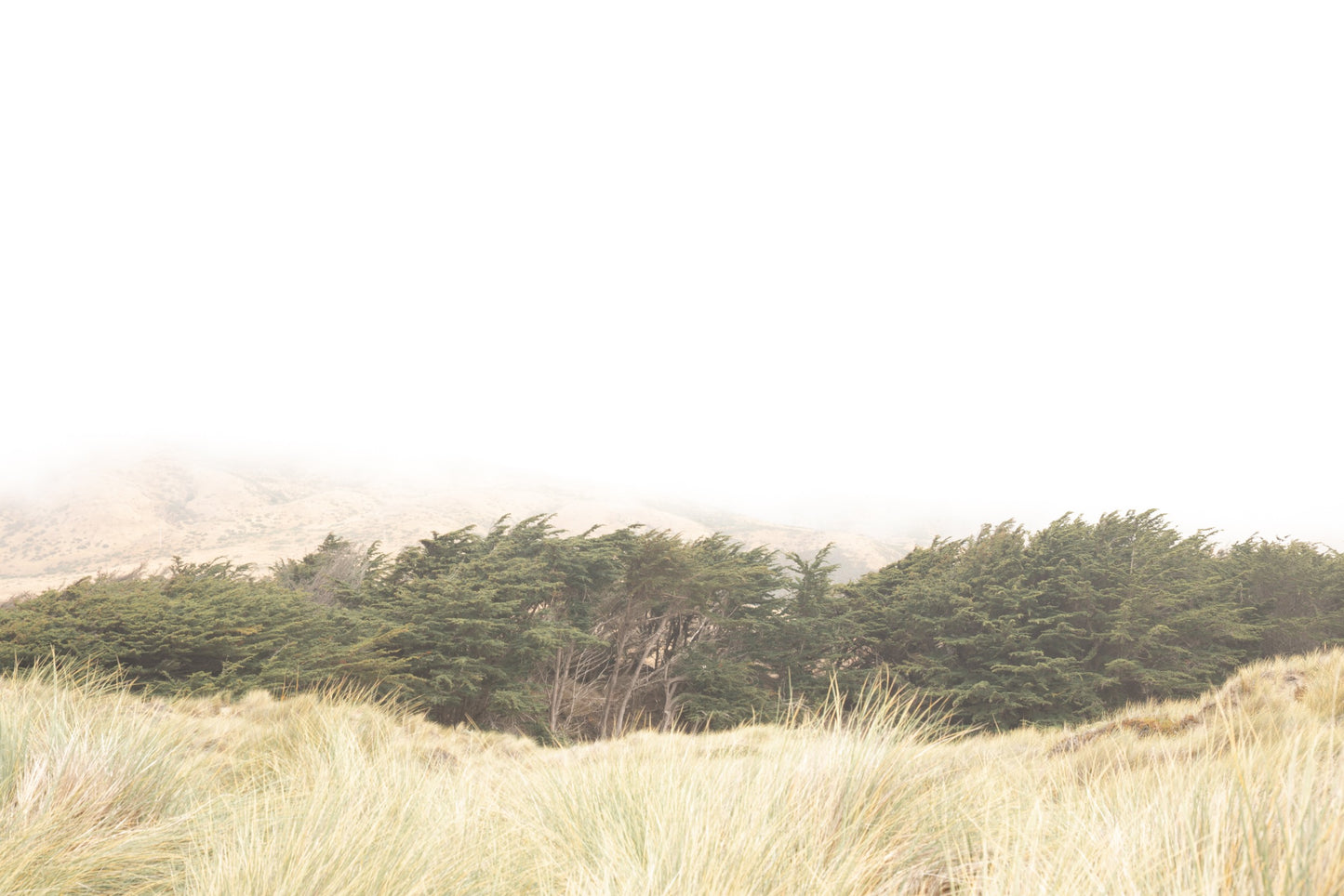 Photography by Salt Creek Prints of: Bodega Bay 7617, Grassy dunes, cypress trees and the mountains above Salmon Creek Beach, Bodega Bay.
