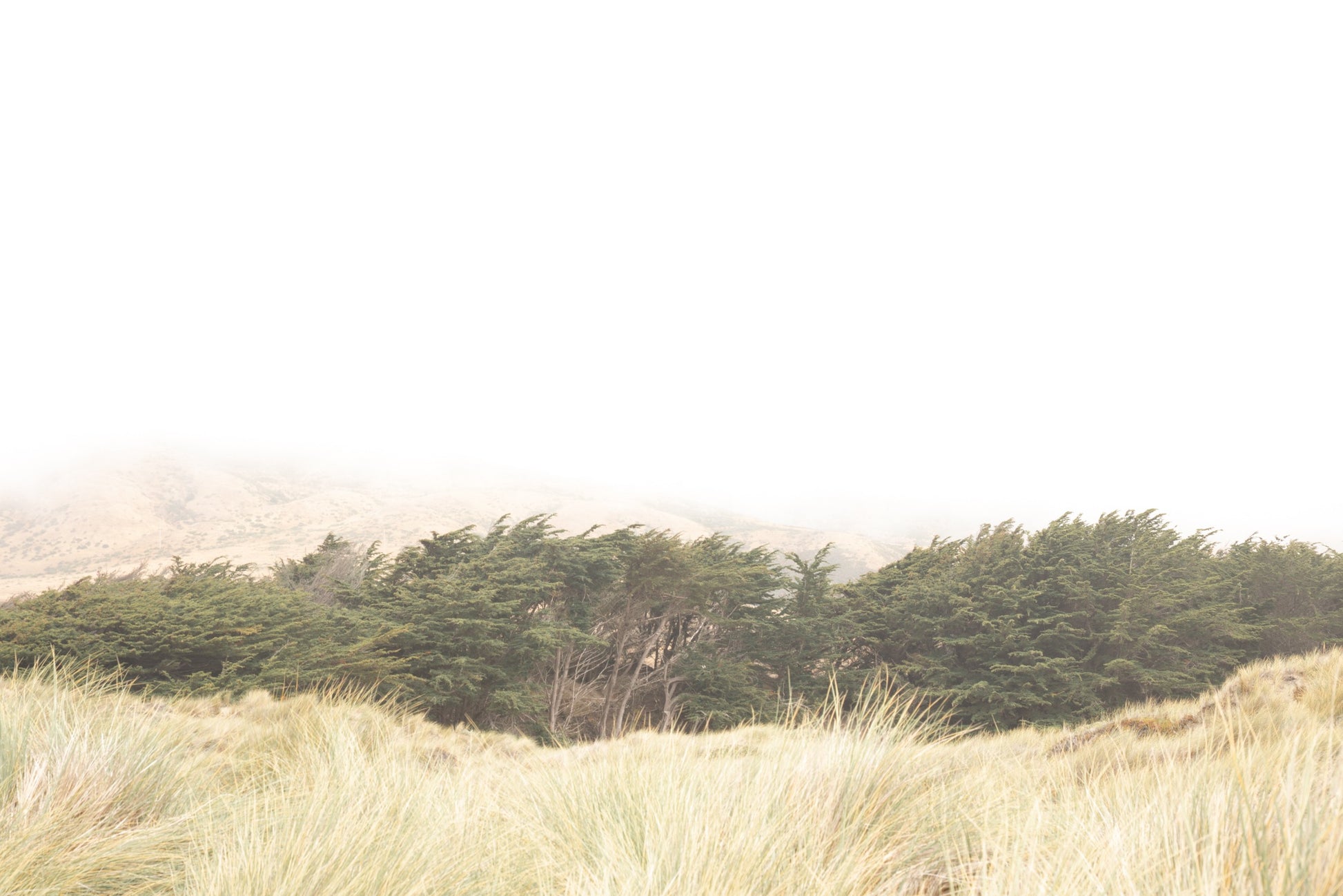 Photography by Salt Creek Prints of: Bodega Bay 7617, Grassy dunes, cypress trees and the mountains above Salmon Creek Beach, Bodega Bay.