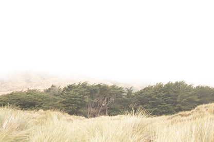 Photography by Salt Creek Prints of: Bodega Bay 7617, Grassy dunes, cypress trees and the mountains above Salmon Creek Beach, Bodega Bay.