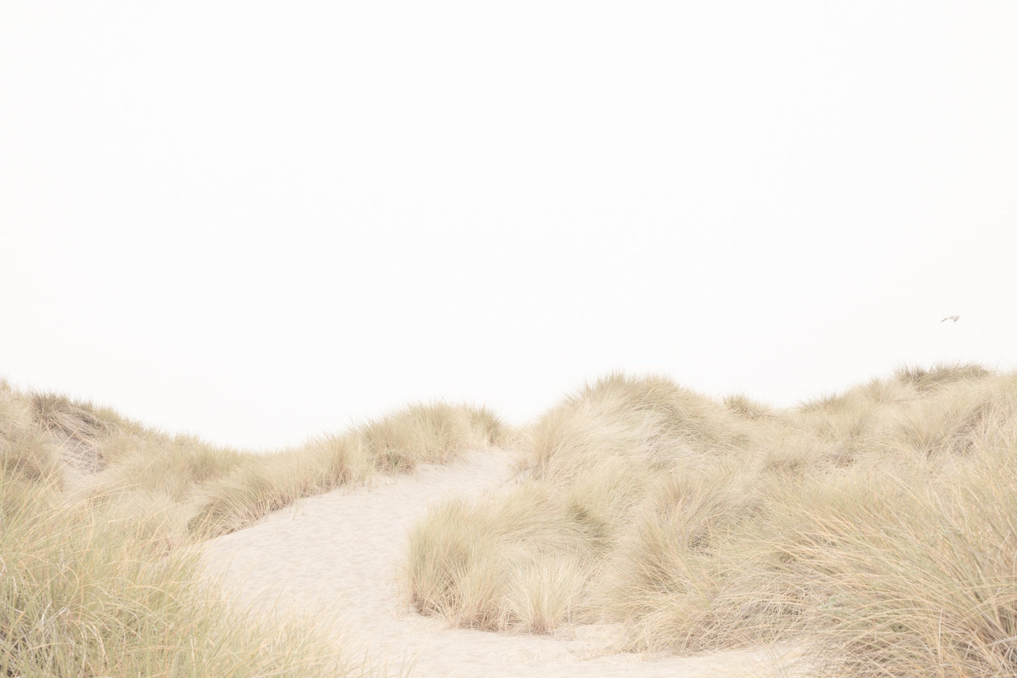 Photography by Salt Creek Prints of: Salmon Creek Beach 7625, Minimalist grassy dunes at Salmon Creek Beach, Bodega Bay, Northern California.