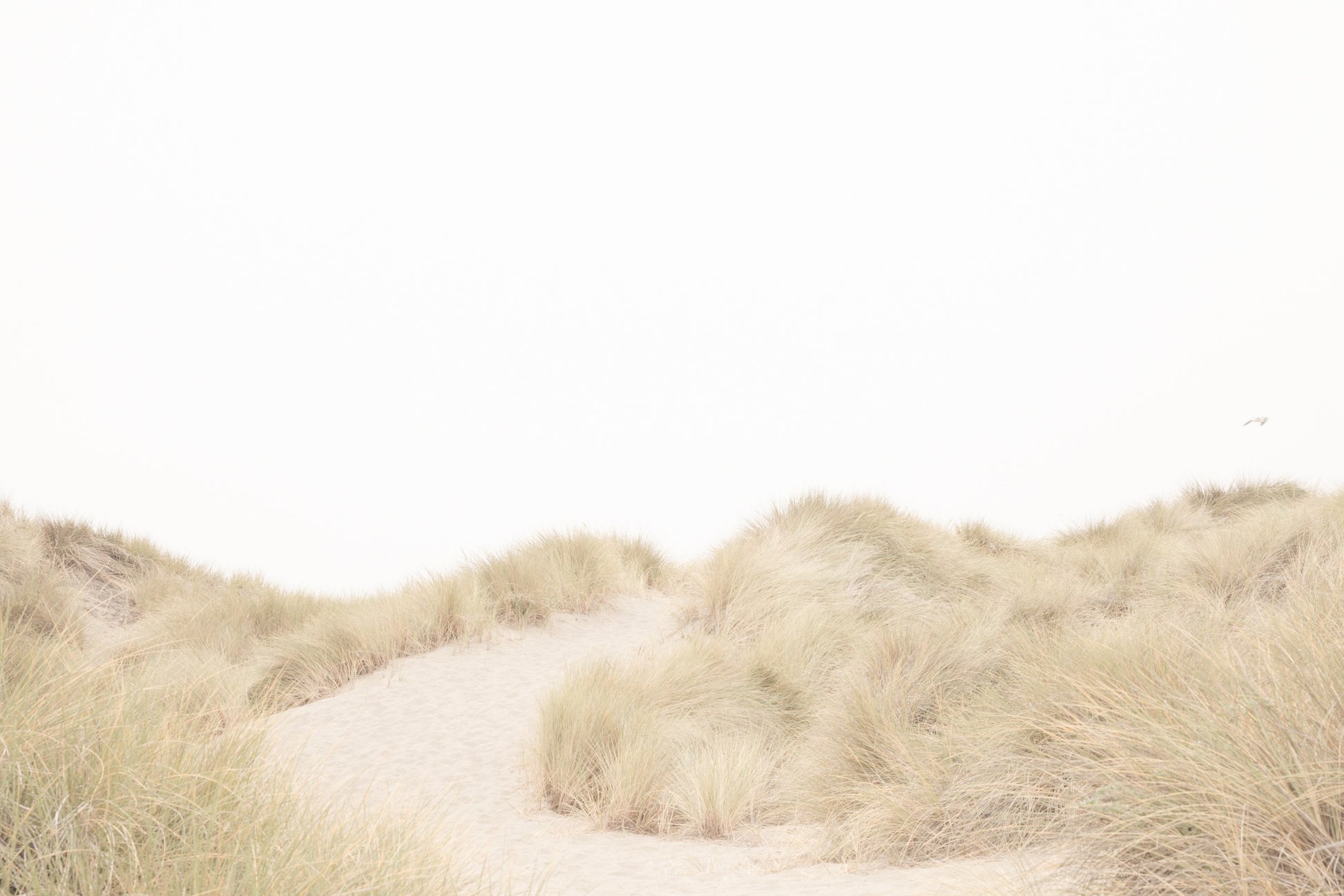 Photography by Salt Creek Prints of: Salmon Creek Beach 7625, Minimalist grassy dunes at Salmon Creek Beach, Bodega Bay, Northern California.