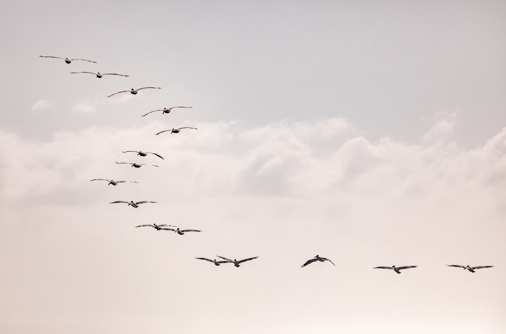 Photography by Kim Dybczak of: Birds at Sunset 5319