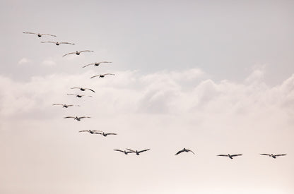 Photography by Kim Dybczak of: Birds at Sunset 5319