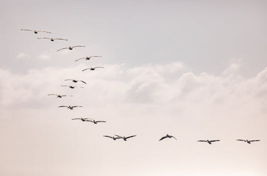 Photography by Kim Dybczak of: Birds at Sunset 5319