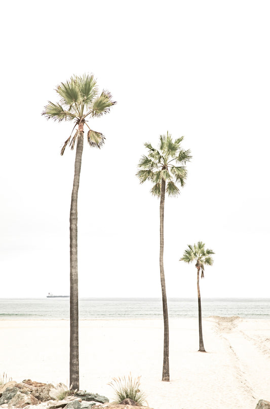 Photography by Kim Dybczak of: Palm trees rise along the shore on Coronado Island in San Diego, California.