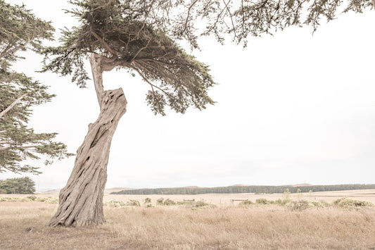 Photography by Salt Creek Prints of: Point Reyes 7161, A lone Cypress tree above the rolling hills of Point Reyes, California.