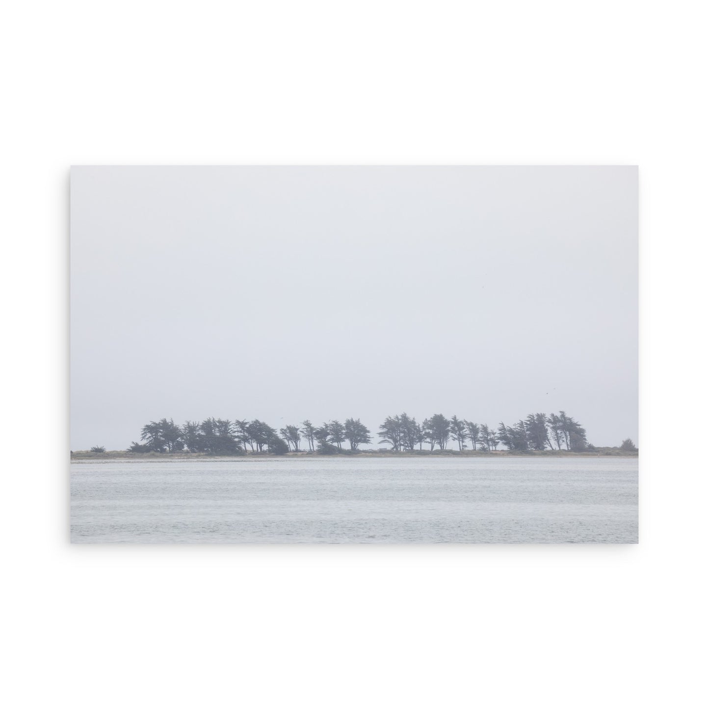 Bodega Bay 7659