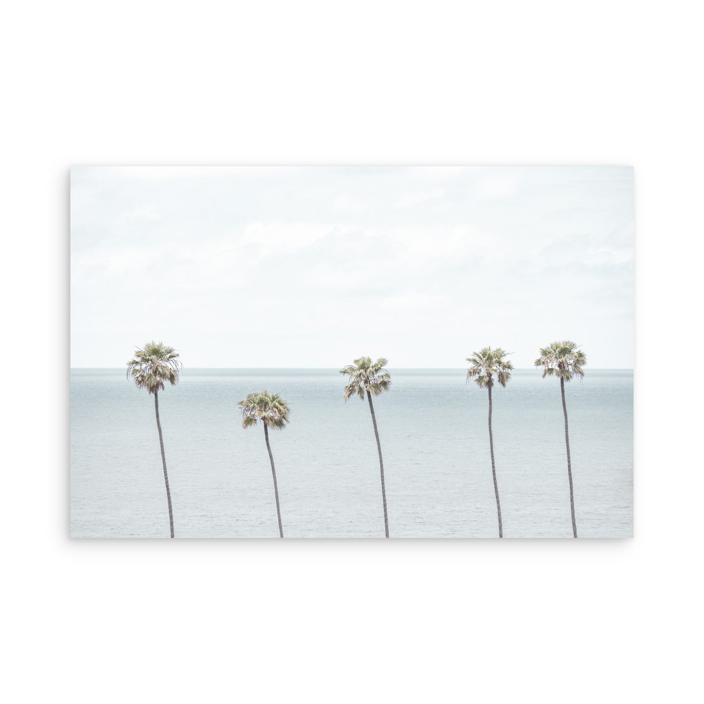 Palms 4922