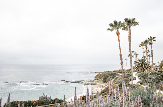 Photography by Kim Dybczak of: Palm trees line the coast at Laguna, rising above the shoreline and open water.