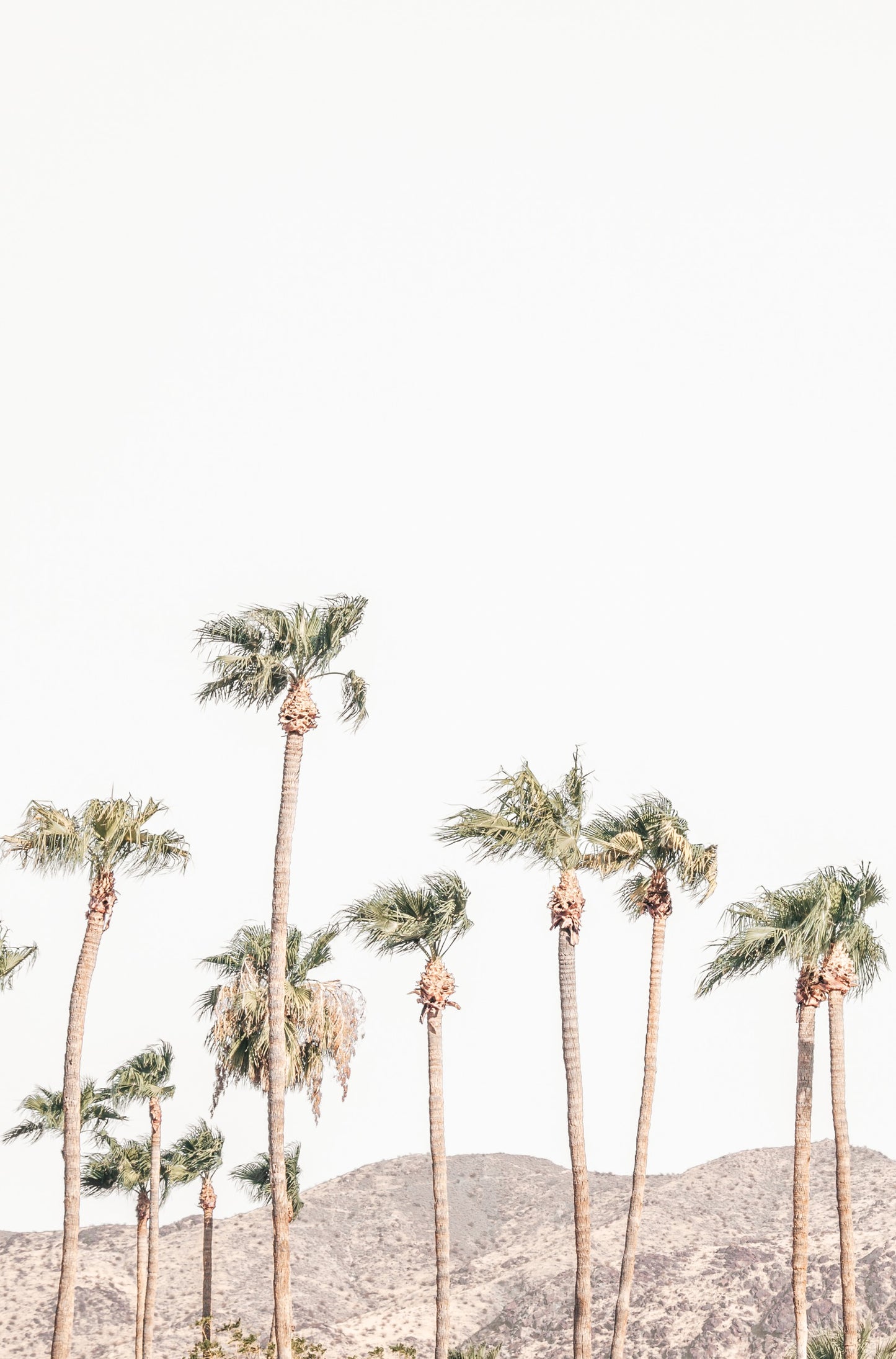 Photography by Kim Dybczak of: Tall palms frame the coast, with ocean and sky stretching out beyond.