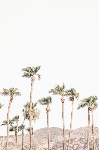Photography by Kim Dybczak of: Tall palms frame the coast, with ocean and sky stretching out beyond.